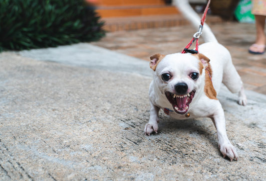 chihuahua on a leash