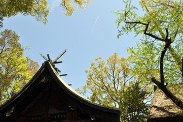 A Japanese shrine roof and trees
