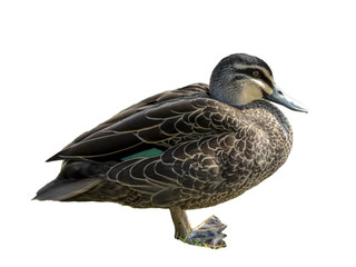 Pacific Black Duck
