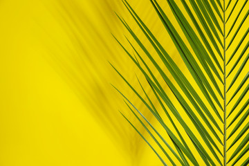 Fresh tropical palm leaf on color background
