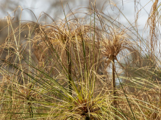 Fototapeta premium native plants in the lake