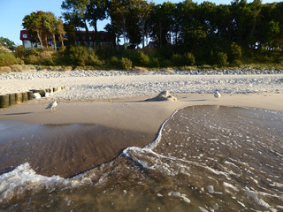 Dwie mewy spacerują po plaży. © Jerzy