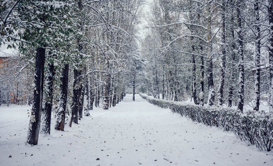 Snowy winter in Siberia. Russia