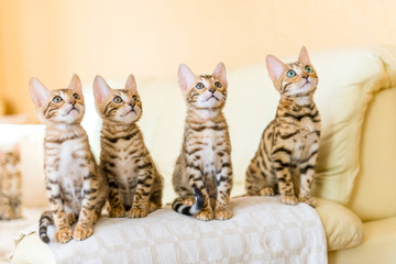 Bengal kittens sitting on the sofa in the house