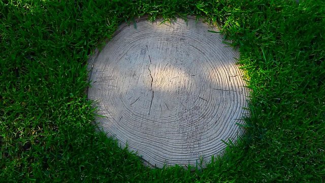 Green Grass tree stub shadow hd footage