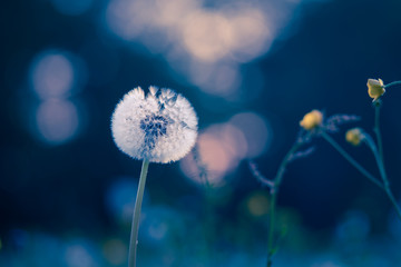 Dandelions in the meadow, toned image