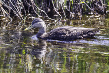 Female Mallard