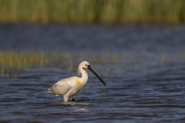 Spatule blanche - Platalea leucorodia - Eurasian Spoonbill