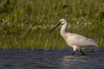 Spatule blanche - Platalea leucorodia - Eurasian Spoonbill