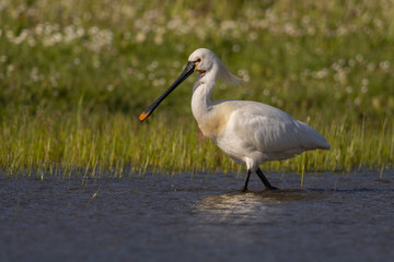 Spatule blanche - Platalea leucorodia - Eurasian Spoonbill