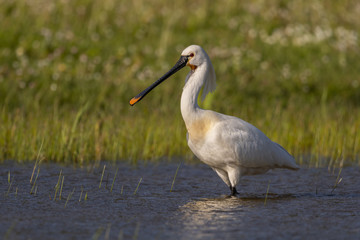 Spatule blanche - Platalea leucorodia - Eurasian Spoonbill