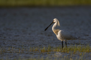 Spatule blanche - Platalea leucorodia - Eurasian Spoonbill
