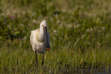 Spatule blanche - Platalea leucorodia - Eurasian Spoonbill