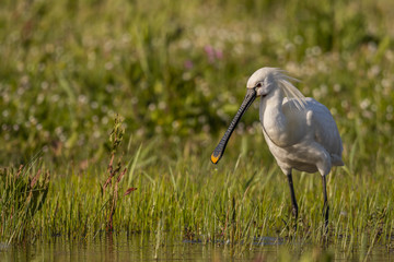 Spatule blanche - Platalea leucorodia - Eurasian Spoonbill