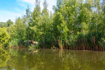 Small calm lake in green birch forest at summer