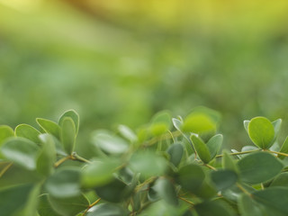 Fototapeta na wymiar Leaves green plant background