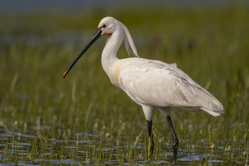 Spatule blanche - Platalea leucorodia - Eurasian Spoonbill