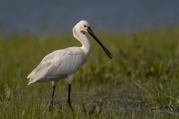 Spatule blanche - Platalea leucorodia - Eurasian Spoonbill