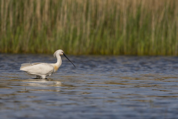Spatule blanche - Platalea leucorodia - Eurasian Spoonbill