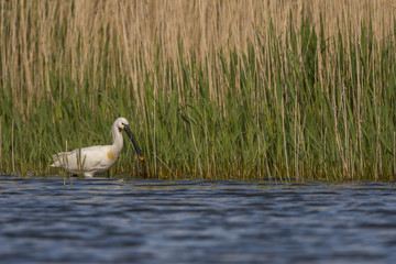 Spatule blanche - Platalea leucorodia - Eurasian Spoonbill