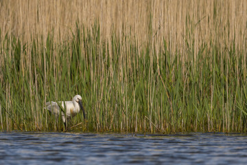 Spatule blanche - Platalea leucorodia - Eurasian Spoonbill