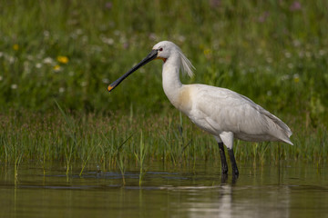 Spatule blanche - Platalea leucorodia - Eurasian Spoonbill