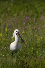 Spatule blanche - Platalea leucorodia - Eurasian Spoonbill
