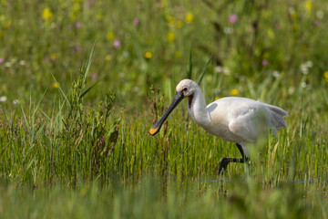 Spatule blanche - Platalea leucorodia - Eurasian Spoonbill