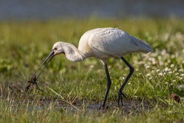 Spatule blanche - Platalea leucorodia - Eurasian Spoonbill