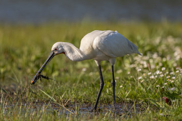 Spatule blanche - Platalea leucorodia - Eurasian Spoonbill