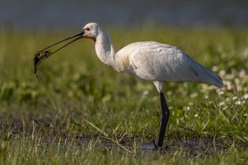Spatule blanche - Platalea leucorodia - Eurasian Spoonbill