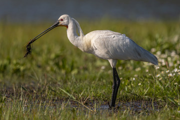 Spatule blanche - Platalea leucorodia - Eurasian Spoonbill