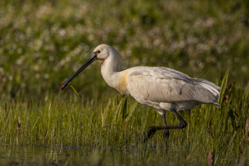 Spatule blanche - Platalea leucorodia - Eurasian Spoonbill