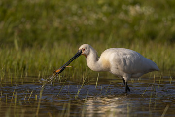 Spatule blanche - Platalea leucorodia - Eurasian Spoonbill