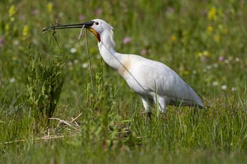 Spatule blanche - Platalea leucorodia - Eurasian Spoonbill