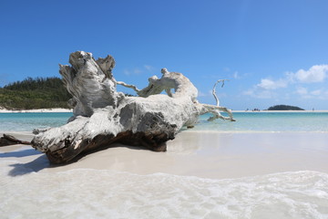 Abgestorbener Baum am Whitsundays Whitehaven Beach Australien