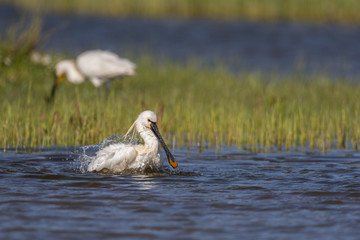 Spatule blanche - Platalea leucorodia - Eurasian Spoonbill