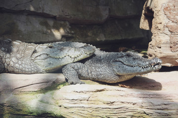 crocodiles