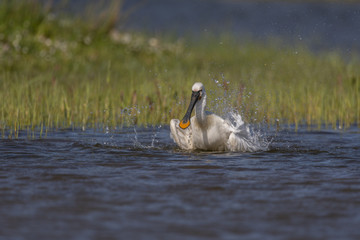 Spatule blanche - Platalea leucorodia - Eurasian Spoonbill
