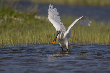 Spatule blanche - Platalea leucorodia - Eurasian Spoonbill