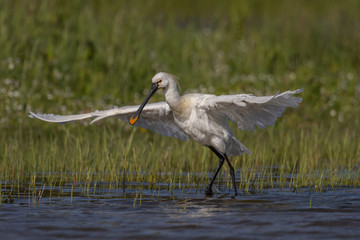 Spatule blanche - Platalea leucorodia - Eurasian Spoonbill