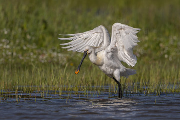 Spatule blanche - Platalea leucorodia - Eurasian Spoonbill