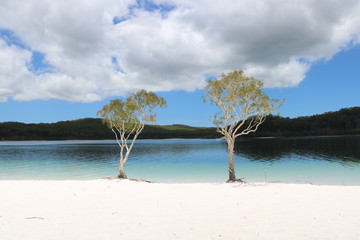 Bäume am Lake McKenzie Fraser Island Australien