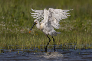 Spatule blanche - Platalea leucorodia - Eurasian Spoonbill