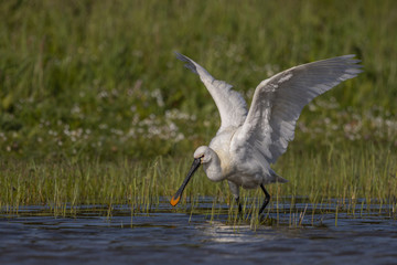 Spatule blanche - Platalea leucorodia - Eurasian Spoonbill