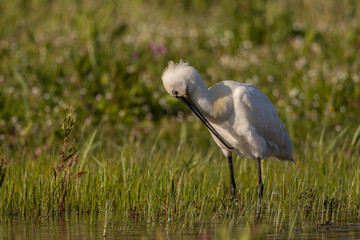 Spatule blanche - Platalea leucorodia - Eurasian Spoonbill
