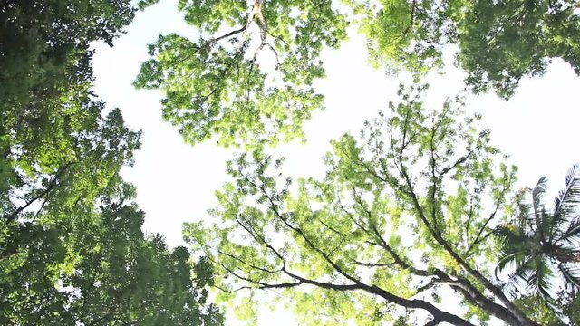 Panning clip of tree canopies with new spring leaves, view from ground level 