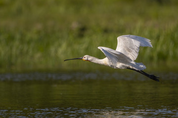 Spatule blanche - Platalea leucorodia - Eurasian Spoonbill
