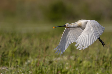 Spatule blanche - Platalea leucorodia - Eurasian Spoonbill