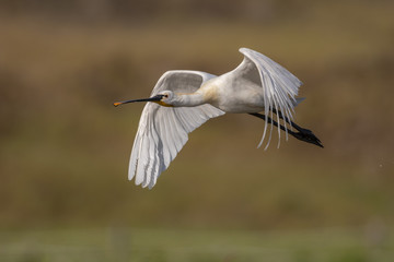 Spatule blanche - Platalea leucorodia - Eurasian Spoonbill